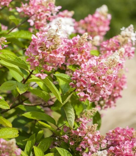 Hydrangea paniculata 'Pink Diamond'